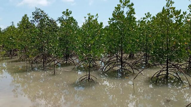 Manfaat Mangrove Saring Polutan: Penjaga Terumbu Karang