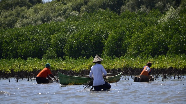 Potensi Ekonomi Hutan Mangrove: Cuan Hijau Tanpa Merusak Alam